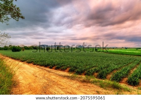 Similar – Foto Bild Ananasplantage. Landschaft Ananasfarm und Berg. Anbau von Plnat. Anbau von Ananas in Bio-Farm. Landwirtschaftliche Industrie. Grüner Ananasbaum im Feld und weißer Himmel und Wolken.