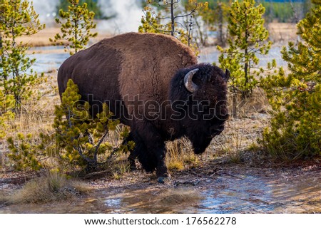 Yellowstone National Park in Wyoming is one of my favorite parks you can find in that area. The animals, the landscape, the geysers. I could spend days there shooting if I would have had the time.