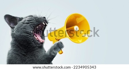 Similar – Image, Stock Photo Funny attentive cat on white background