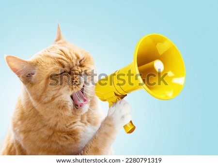 Similar – Image, Stock Photo Red cat Animal Pet Cat 1