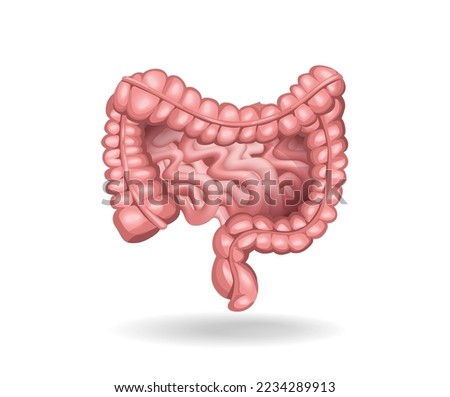 Isometric flat 3d human colon anatomy concept illustration