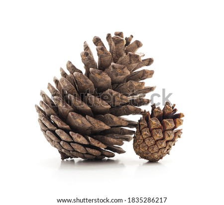 Similar – Image, Stock Photo fir cones