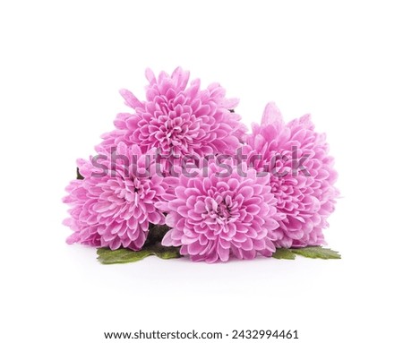 Similar – Foto Bild Violette Chrysantheme und Blütenblätter