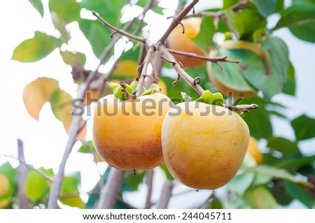 Closeup of ripe persimmon fruits on the tree