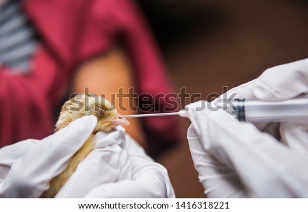 Veterinary drop vaccine to chicken for prevent Poultry Diseases . Avian influenza is highly pathogenic avian influenza (HPAI). 'Bird flu' is a similar to 'swine ,' 'dog ,' 'horse ,' or 'human flu'  Photo stock © 