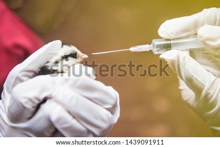 Veterinary with syringe inject vaccine to chicken for prevent Poultry Diseases . Avian influenza is highly pathogenic (HPAI). 'Bird flu' is a similar to 'swine ,' 'dog ,' 'horse ,' or 'human flu' . Photo stock © 