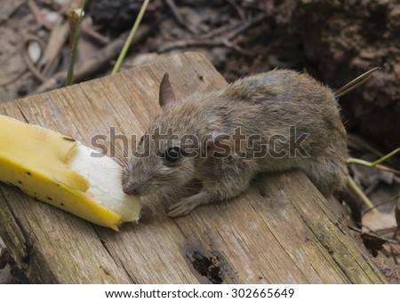 Brown rat, Rattus norvegicus, captive, eat banana on wood background.