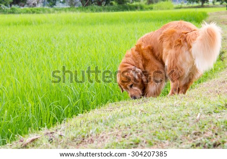 Cute dog play in a green corn field