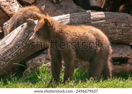 Image, Stock Photo Brown bear near log Bear