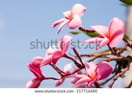Plumeria pink flowers on the  background of light blue.