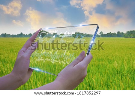Business woman using smart tablet,rice fields production control,concept agricultural product control technology,to agriculture future trading world market,track productivity,satellite for Agriculture