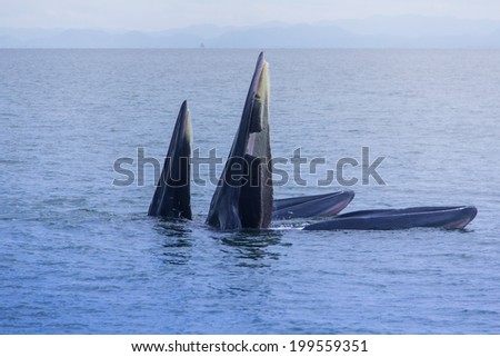 Two whales live in the Gulf of Thailand.