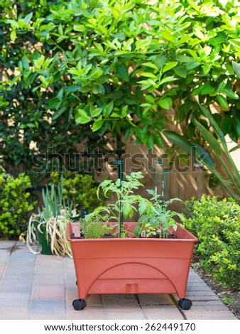 Do it yourself home organic plants in backyard