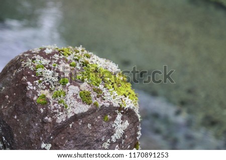 Similar – Foto Bild Einfach moosig Natur