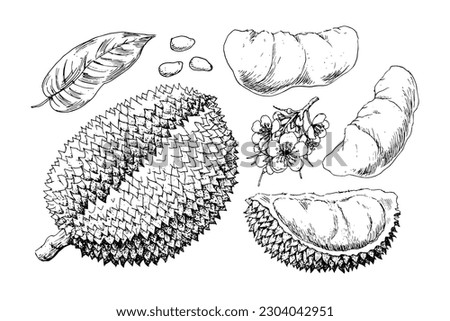 Hand drawn durian fruit harvest elements isolated on white background. Whole and cut durians, leaves, seeds, flowers