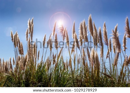 Similar – Foto Bild Der verlassene Leuchtturm von Punta Gorda an der Verlorenen Küste, Kalifornien