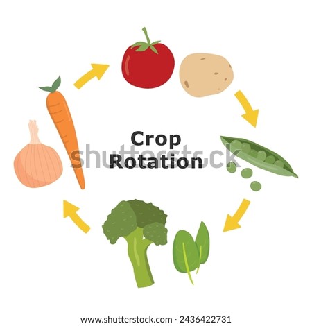 Crop rotation illustration. Agricultural growing cycle, informational graphic.