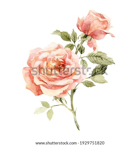 Watercolor botanical illustration of rose for you design. Natural object isolated on white background. Сan be used as a greeting card or for a wedding invitation.