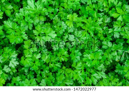 Similar – Image, Stock Photo Growing green parsley in the garden, selective focus