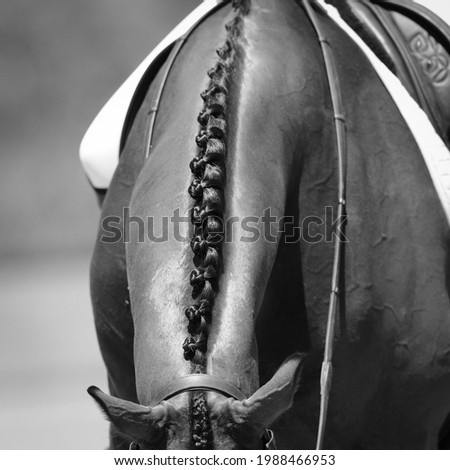 Horse Plaits close up dressage equestrian competition Stock foto © 