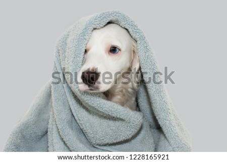 Similar – Image, Stock Photo drying the dog with a towel