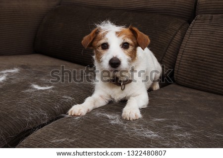FURRY JACK RUSSELL DOG, SHEDDING HAIR DURING MOLT SEASON PLAYING ON SOFA.