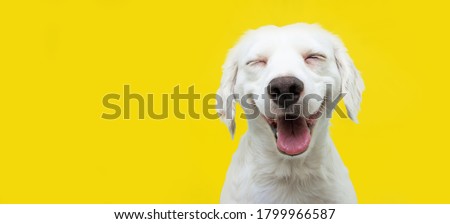 Photo of Happy puppy dog smiling on isolated yellow background.