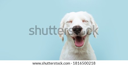 Happy dog puppy smiling on colored blue backgorund with closed eyes.
