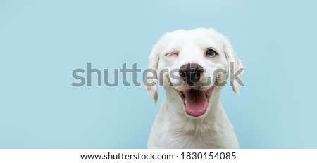 Similar – Image, Stock Photo Portrait of a dog and its owner sitting in front of a water, with pigeons next to them