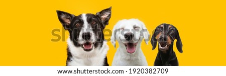 banner three happy puppy dogs smiling on isolated yellow background.