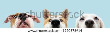 Banner Close-up three hide dogs head. Isolated on blue background.