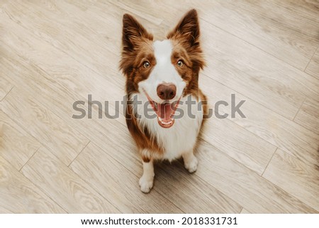 Similar – Image, Stock Photo Portrait of Happy brown cute dog, dog with bokeh background