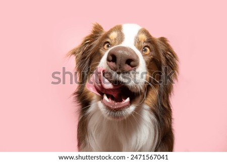 Similar – Image, Stock Photo Dog Portrait