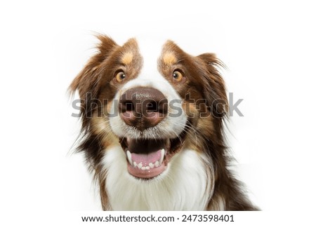 Similar – Image, Stock Photo Dog Portrait