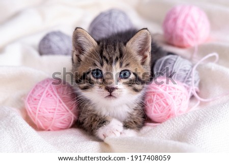 Striped cat playing with pink and grey balls skeins of thread on white bed. Little curious kitten lying over white blanket looking at camera.