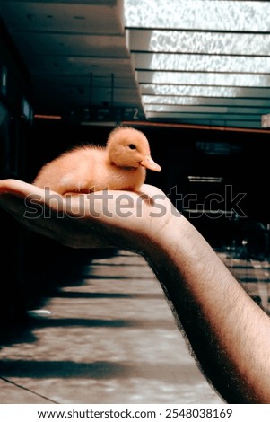 Similar – Foto Bild Zwei gelbe süße Küken. Osterdekoration.