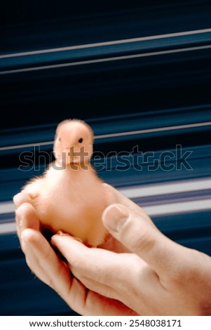 Similar – Foto Bild Zwei gelbe süße Küken. Osterdekoration.