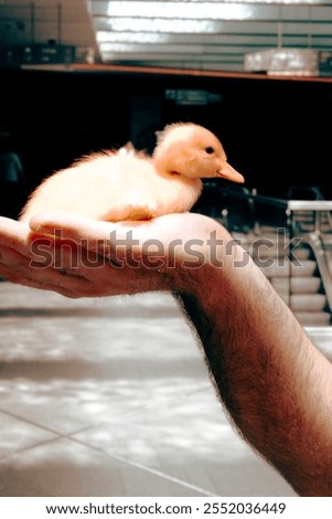 Similar – Foto Bild Zwei gelbe süße Küken. Osterdekoration.