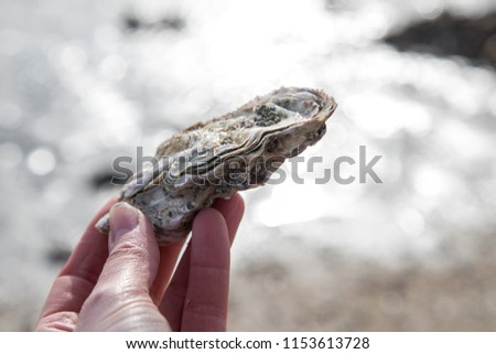 Similar – Foto Bild Austern im Wattenmeer