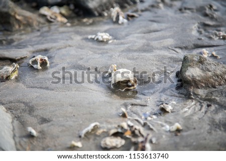 Similar – Foto Bild Austern im Wattenmeer