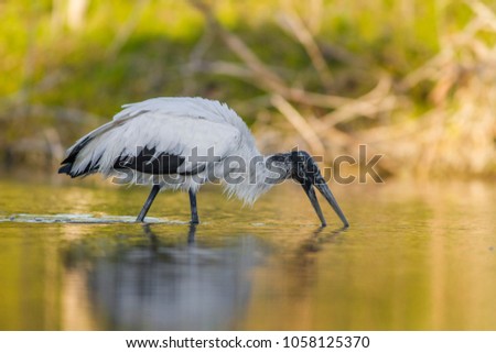 Similar – Image, Stock Photo Wood stork Mycteria americana flies