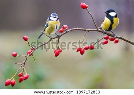 Similar – Image, Stock Photo Blue Tit looks around