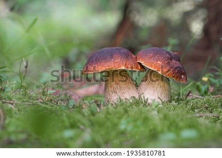 Similar – Image, Stock Photo forest mushroom boletus