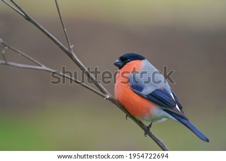 Similar – Image, Stock Photo Bullfinch, Pyrrhula pyrrhula, Eurasian bullfinch