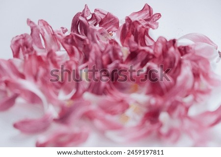 Similar – Image, Stock Photo Dried purple petals in hand. Natural, love of nature, beauty of nature