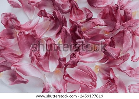 Similar – Image, Stock Photo Dried purple petals in hand. Natural, love of nature, beauty of nature