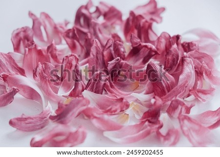 Similar – Image, Stock Photo Dried purple petals in hand. Natural, love of nature, beauty of nature