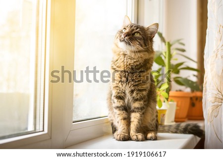 Similar – Image, Stock Photo Cat at the window Animal