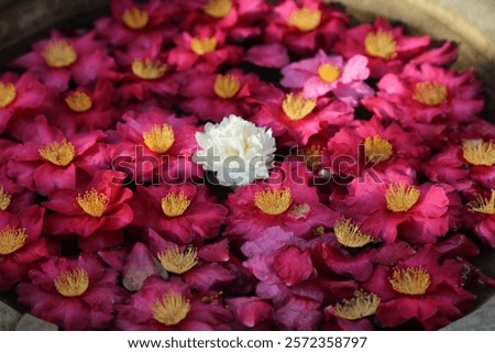 Image, Stock Photo Garden with countless red and yellow tulips and flowers