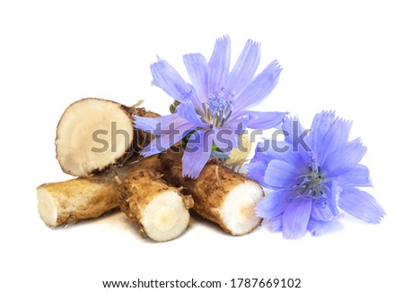 Dry roots of chicory and cichorium flowers isolated on white background. Common chicory or Cichorium intybus flowers. Isolated on white. Foto d'archivio © 